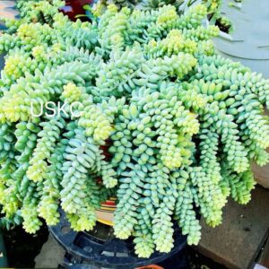 FOlIAGEMS Live Succulent Plants from USKC (Two 2"Pot Set) (Sedum Morganianum Burrito/Donkey Tail)