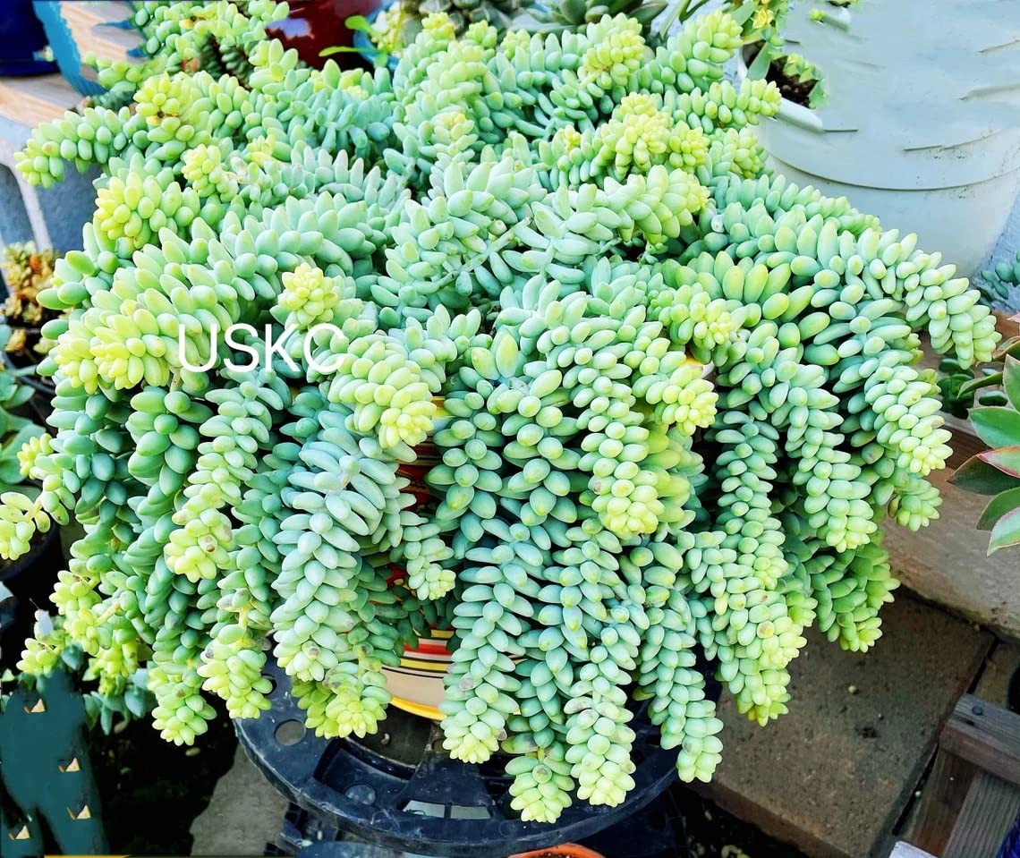 FOlIAGEMS Live Succulent Plants from USKC (Two 2"Pot Set) (Sedum Morganianum Burrito/Donkey Tail)