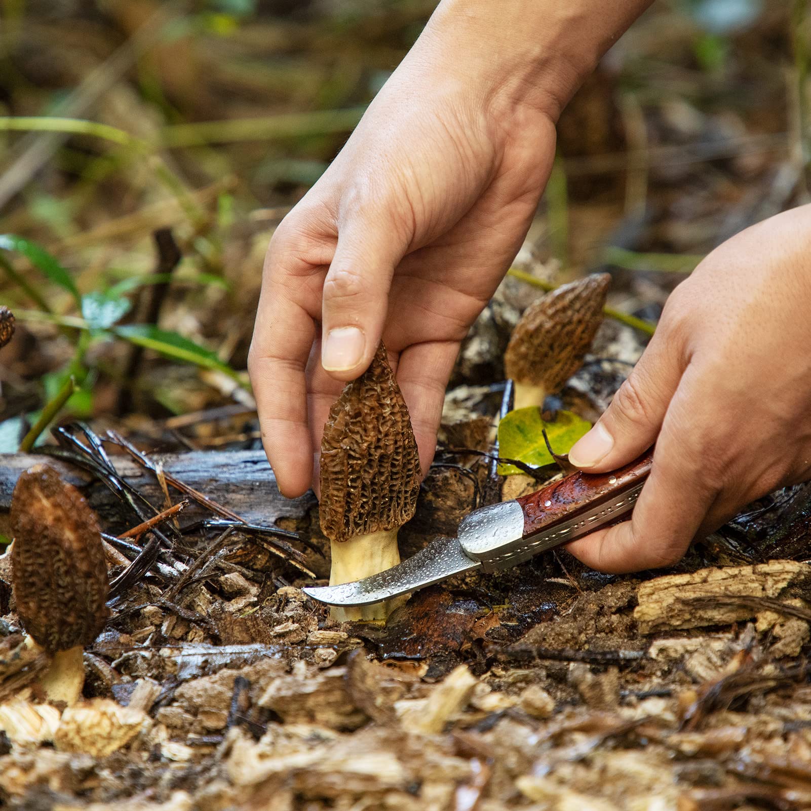 DULEES Mushroom Knife with Brush and Sheath, Sharp Mushroom Foraging knife, Advanced Mushroom Hunting Knife for Morels, Porcini, Chanterelles, Truffle Best Gift for Mushroom Lovers