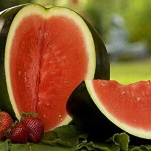 SeedsUP - 30+ Black Beauty Watermelon - Fruit seeds.