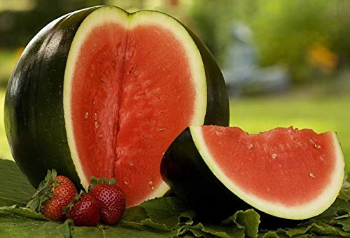 SeedsUP - 30+ Black Beauty Watermelon - Fruit seeds.