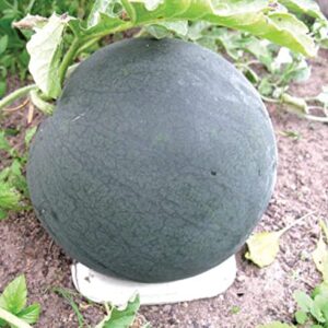 SeedsUP - 30+ Black Beauty Watermelon - Fruit seeds.