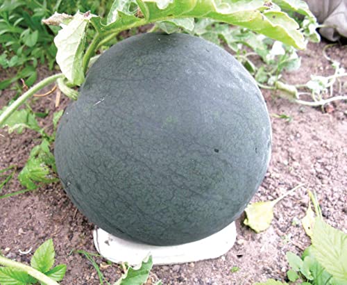 SeedsUP - 30+ Black Beauty Watermelon - Fruit seeds.