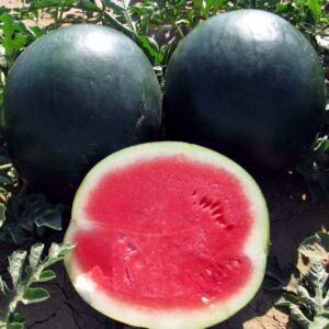 SeedsUP - 30+ Black Beauty Watermelon - Fruit seeds.