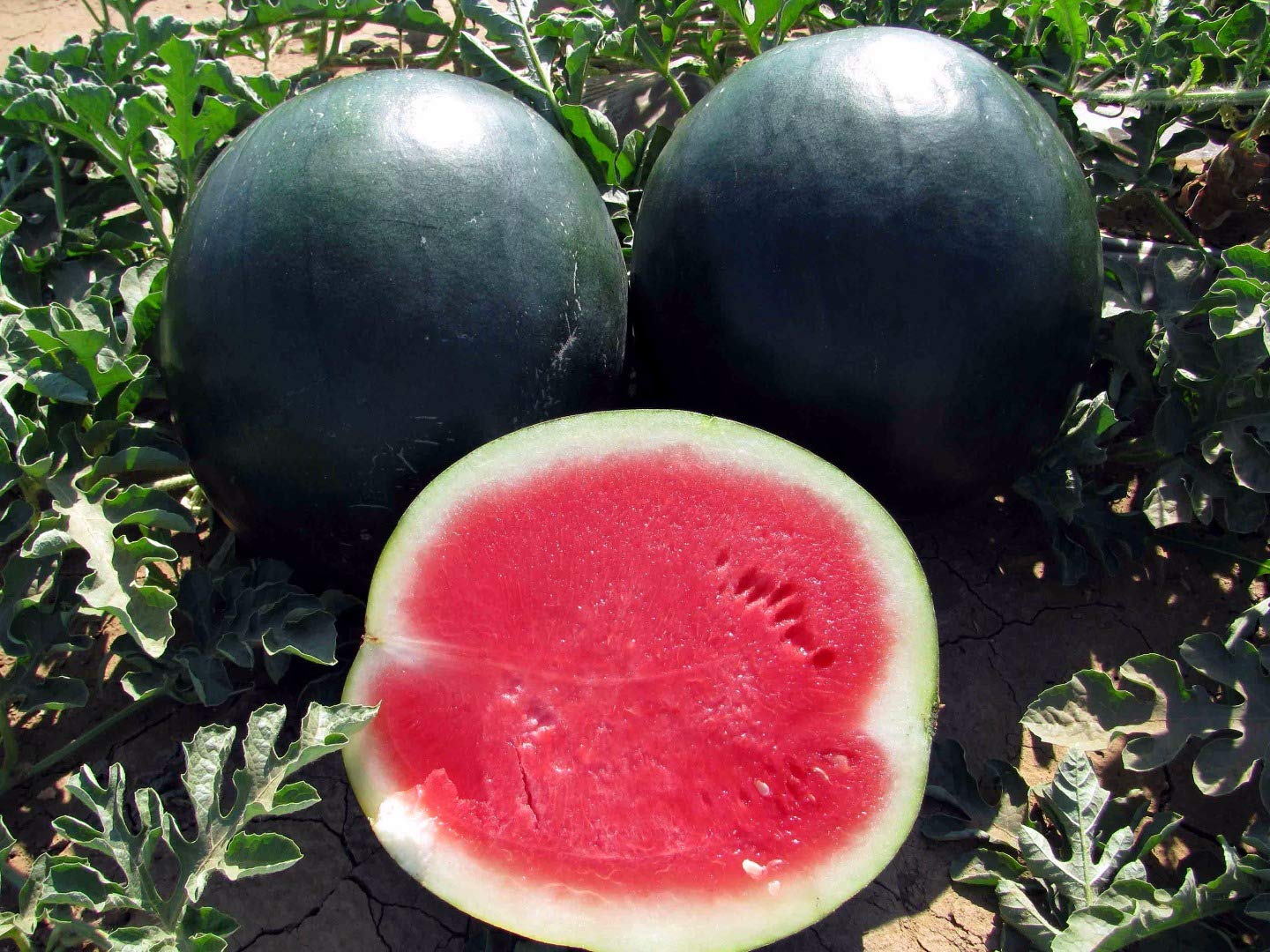 SeedsUP - 30+ Black Beauty Watermelon - Fruit seeds.