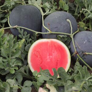 SeedsUP - 30+ Black Beauty Watermelon - Fruit seeds.