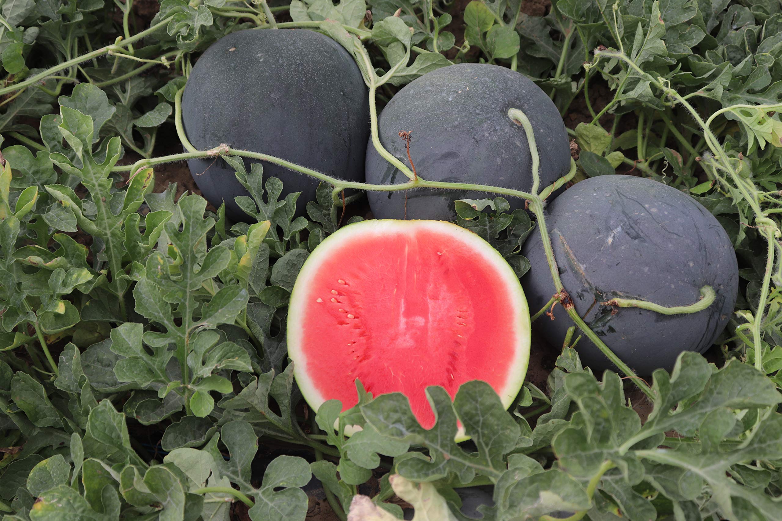 SeedsUP - 30+ Black Beauty Watermelon - Fruit seeds.