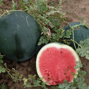 SeedsUP - 30+ Black Beauty Watermelon - Fruit seeds.