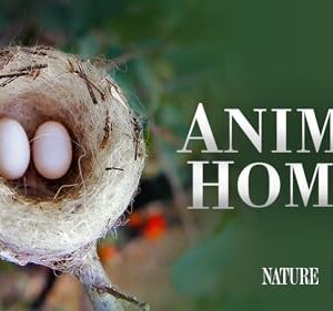 Animal Homes, Season 1