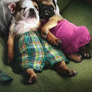 Avanti Press Dog Couple Resting on Pillow Cute Pug and Bulldog Romantic Valentine's Day Card