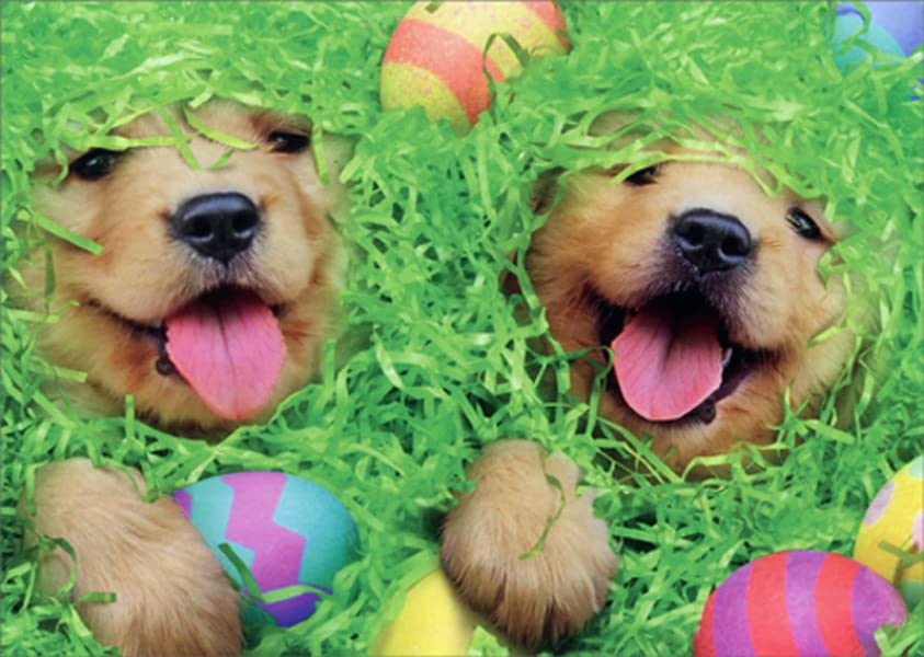 Avanti Press Puppies and Eggs in Easter Grass Cute Dog Easter Card