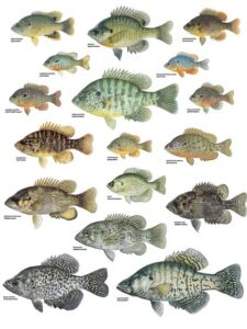 picture peddler sunfishes by joseph r. tomelleri centrarchids bluegill bass crappie warmouth pumpkinseed art poster print 18x24 inches