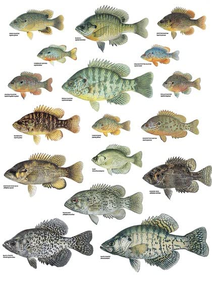 Picture Peddler Sunfishes by Joseph R. Tomelleri Centrarchids Bluegill Bass Crappie Warmouth Pumpkinseed Art Poster Print 18x24 Inches