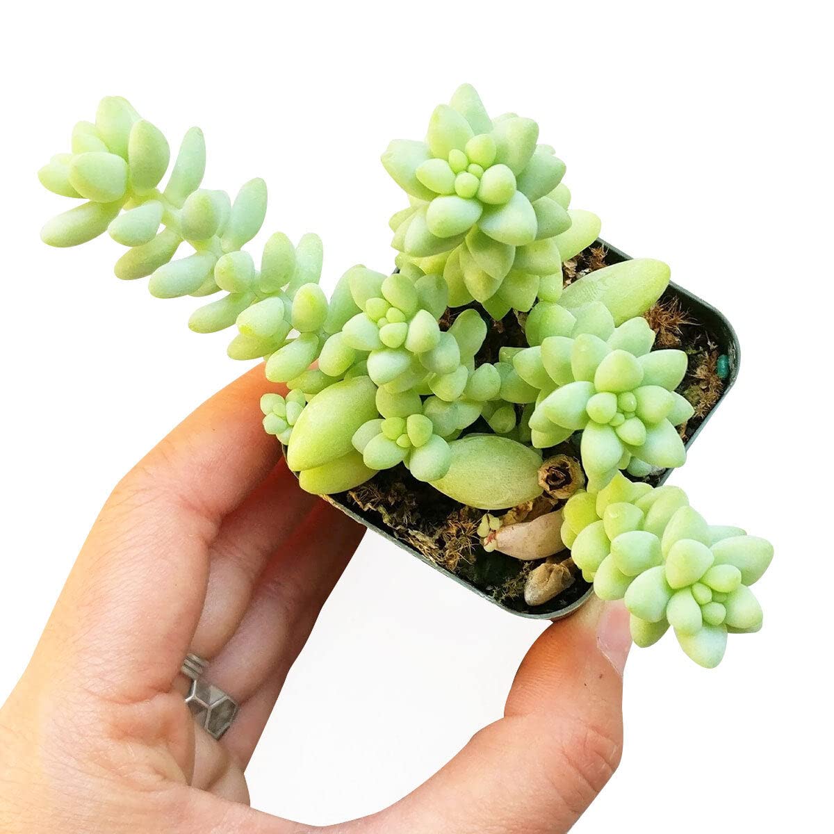 Sedum Burrito Donkey's Tail Succulent (2 inch) | Live Healthy Unique Hanging Succulents for Home Office Decoration