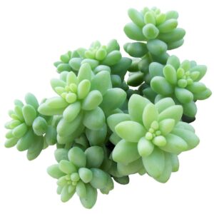 Sedum Burrito Donkey's Tail Succulent (2 inch) | Live Healthy Unique Hanging Succulents for Home Office Decoration