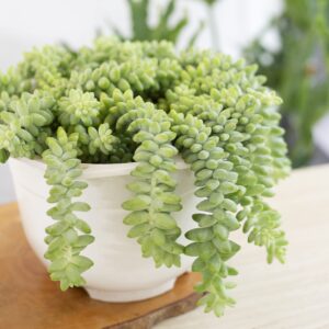 Sedum Burrito Donkey's Tail Succulent (2 inch) | Live Healthy Unique Hanging Succulents for Home Office Decoration