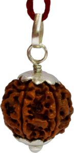 astrodivine 21 mukhi rudraksha original certified pendant sterling silver real nepal bead genuine rudraksh fruit 21 मुखी रुद्राक्ष पेंडल