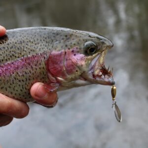 RoxStar Fly Strikers Proven Nationwide to Out-Fish Any Spinner | Hand-Tied in The USA | Most Versatile Fishing Spinner Ever! Trout, Bass, Steelhead (1/8oz S1)