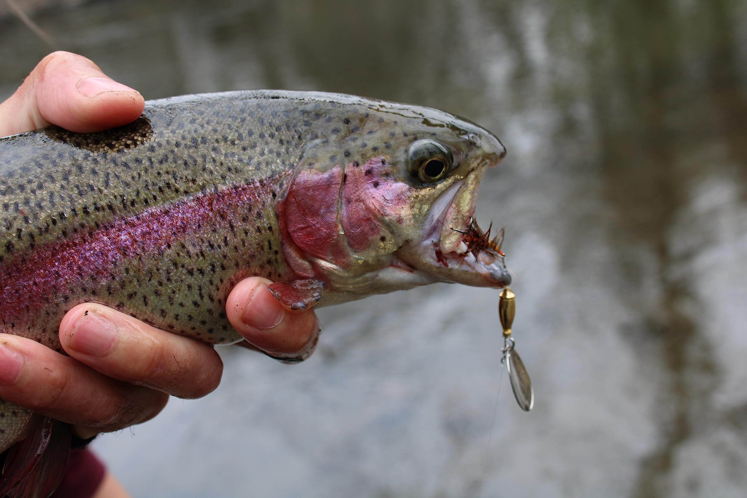 RoxStar Fly Strikers Proven Nationwide to Out-Fish Any Spinner | Hand-Tied in The USA | Most Versatile Fishing Spinner Ever! Trout, Bass, Steelhead (1/8oz S1)