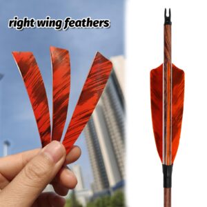 HANDBAIGE 36pcs 4-Inch Shield Cut Natural Feathers Arrow Real Fletchings Archery Right Wing Vanes Arrow Turkey Fletches for Hunting and Shooting (Orange)