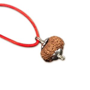 20 mukhi indonesian java rudraksha collector 20mm-22mm silver pendant igl certified