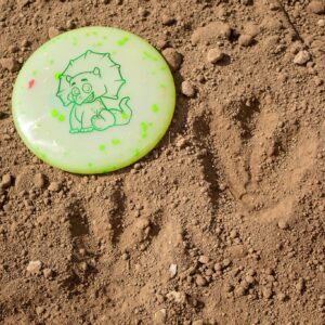 Triceratops Disc Golf Putter for Children | Ultra Lightweight | Made by Dino Discs (Egg Shell)