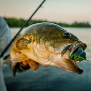 Northland Fishing Tackle Reed Runner Weedless Hollow Body Topwater Walking Frog for Bass Fishing, Mousey, 1.75" Length