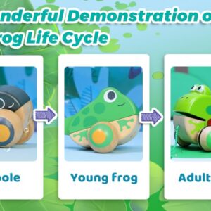 Hape Pull Along Frog Family with Anti-Rollover Wheels, Toddler Push and Pull Toys