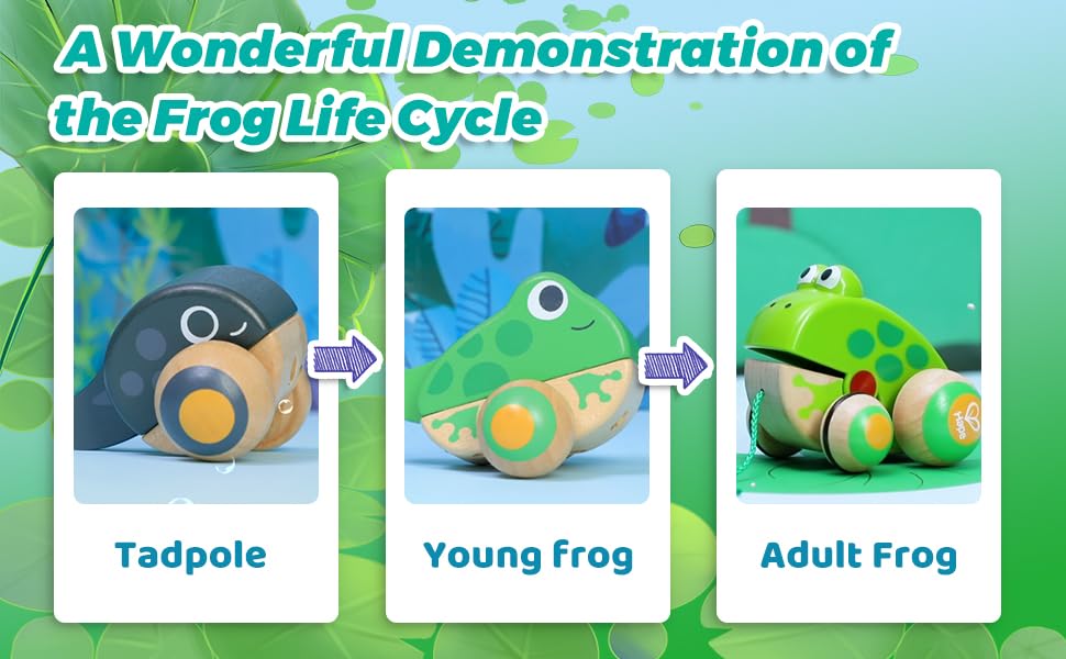 Hape Pull Along Frog Family with Anti-Rollover Wheels, Toddler Push and Pull Toys