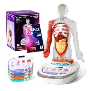 science can human body model for kids, interactive human anatomy talking model - 11 inch realistic anatomical assembly kit 15pcs removable parts and guide stem educational toys for kids aged 6+ gifts