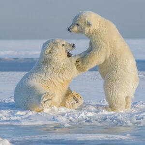 Fahlo Polar Bear Tracking Bracelet, Elastic, supports Polar Bears International, one size fits most for Men and Women