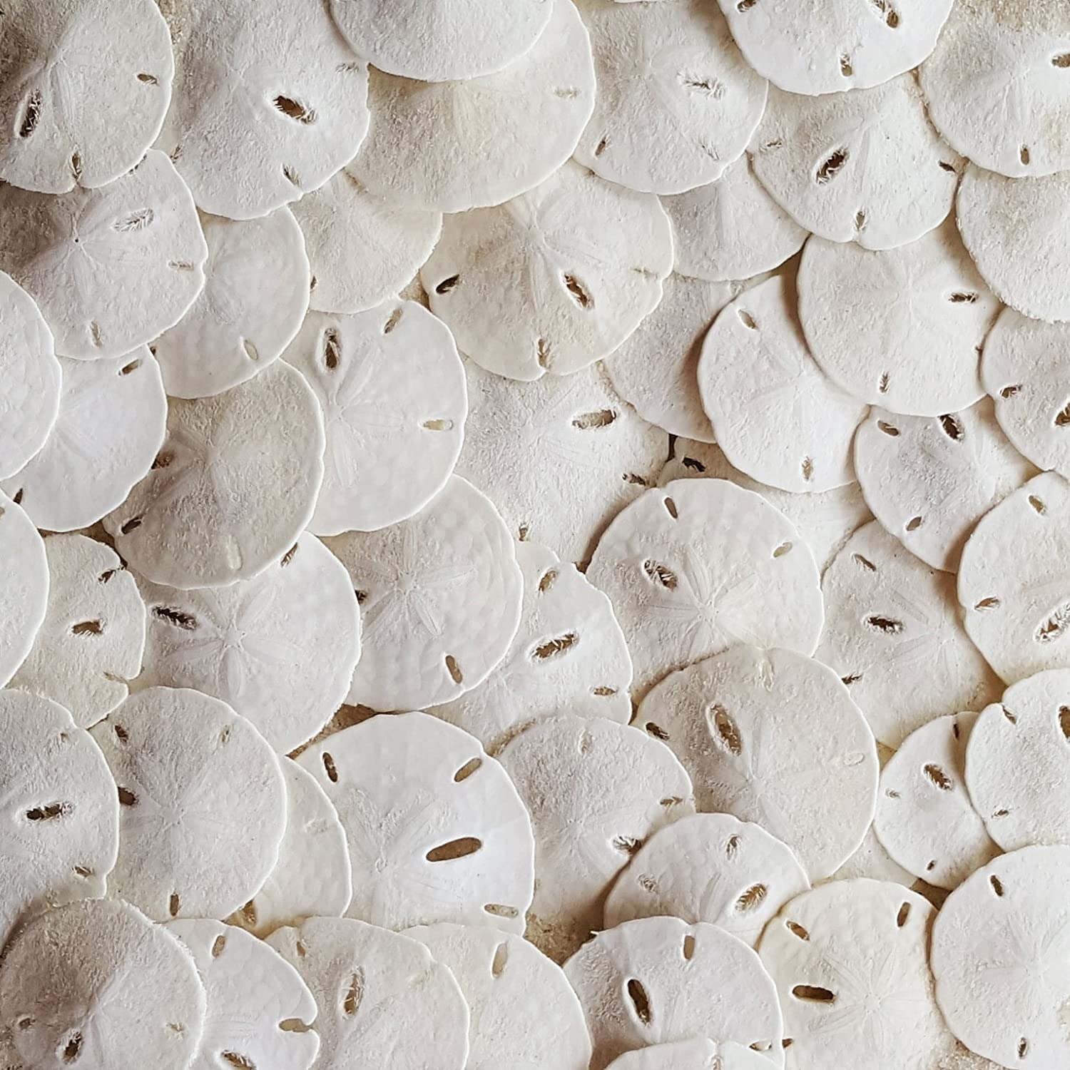 Tumbler Home Small Natural White Sand Dollars - 100 pcs - Wedding Sea Shell for Craft 1 1/4" to 1 1/2" - Real Sanddollars Hand Picked and Packed in Florida