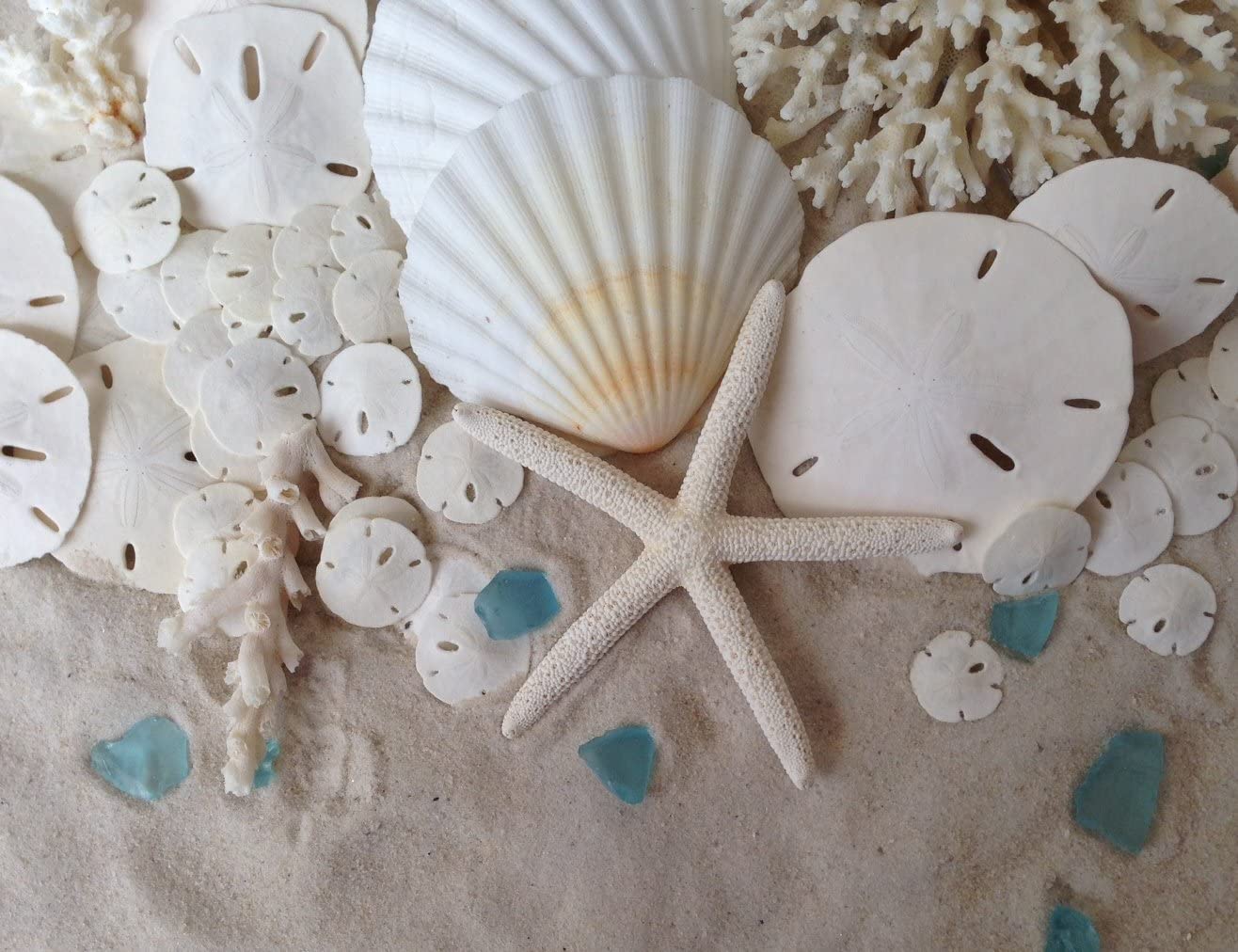 Tumbler Home Small Natural White Sand Dollars - 100 pcs - Wedding Sea Shell for Craft 1 1/4" to 1 1/2" - Real Sanddollars Hand Picked and Packed in Florida