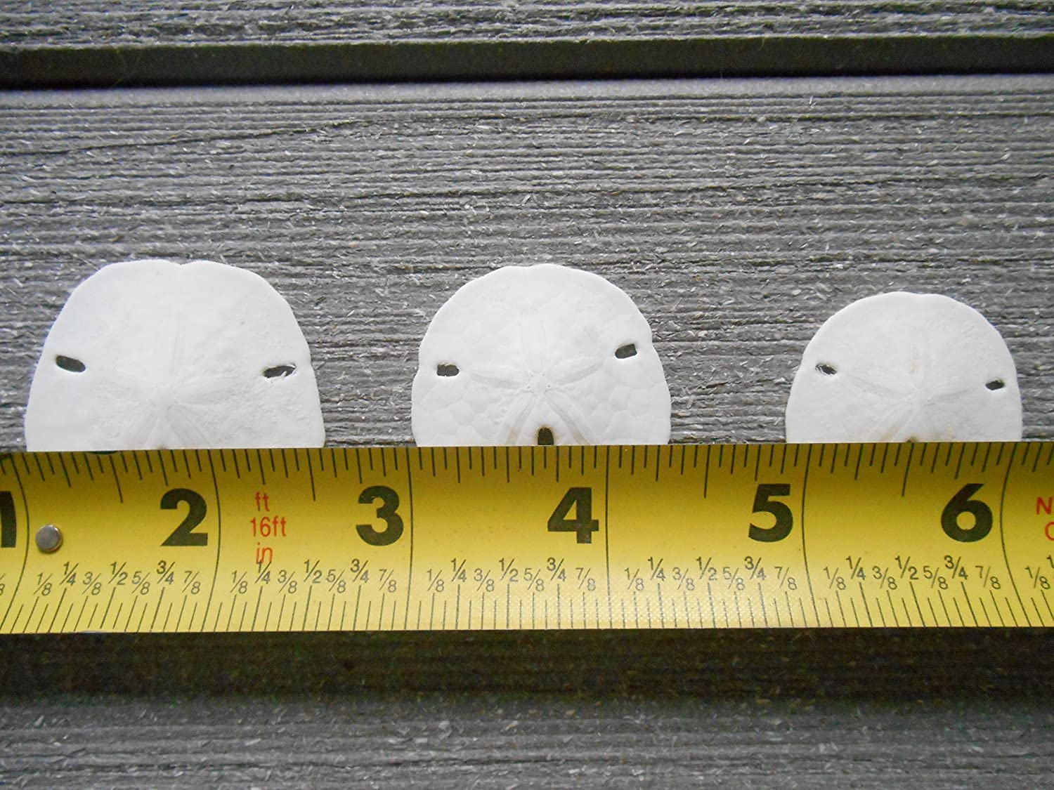 Tumbler Home Small Natural White Sand Dollars - 100 pcs - Wedding Sea Shell for Craft 1 1/4" to 1 1/2" - Real Sanddollars Hand Picked and Packed in Florida