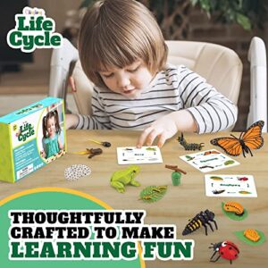 Life Cycle Kit Montessori - Realistic Figurine Toys, Kids Animal Matching Game with Frog, Ladybug, & More - Includes 24-Piece, Science, Learning & Education Toys, Fun Learning Game for Children 3+