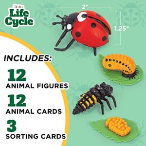 Life Cycle Kit Montessori - Realistic Figurine Toys, Kids Animal Matching Game with Frog, Ladybug, & More - Includes 24-Piece, Science, Learning & Education Toys, Fun Learning Game for Children 3+