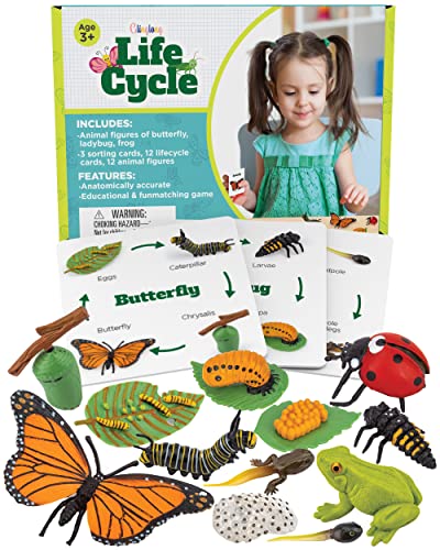 Life Cycle Kit Montessori - Realistic Figurine Toys, Kids Animal Matching Game with Frog, Ladybug, & More - Includes 24-Piece, Science, Learning & Education Toys, Fun Learning Game for Children 3+