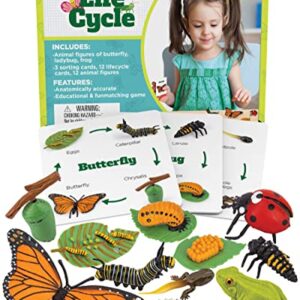 Life Cycle Kit Montessori - Realistic Figurine Toys, Kids Animal Matching Game with Frog, Ladybug, & More - Includes 24-Piece, Science, Learning & Education Toys, Fun Learning Game for Children 3+