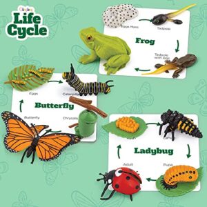 Life Cycle Kit Montessori - Realistic Figurine Toys, Kids Animal Matching Game with Frog, Ladybug, & More - Includes 24-Piece, Science, Learning & Education Toys, Fun Learning Game for Children 3+