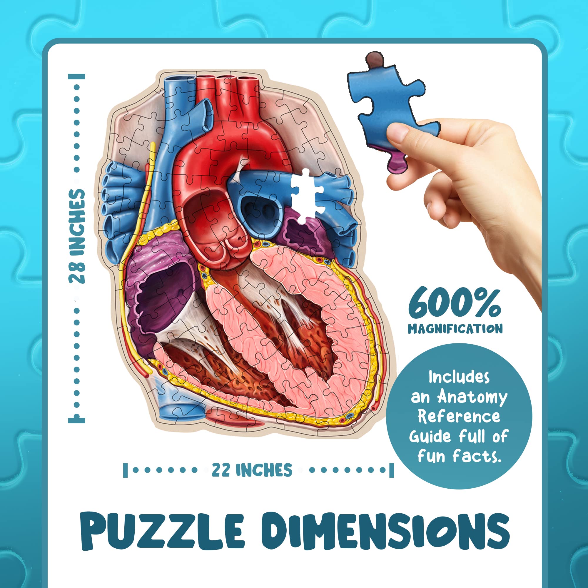 Human Heart Anatomy Floor Puzzle — Genius Games Doctor Livingston Jr Anatomy Toy - Kids Puzzles & Science Toys - Human Heart Anatomy Model - 100 Piece Jigsaw Puzzles for Kids, Toddlers, Teens