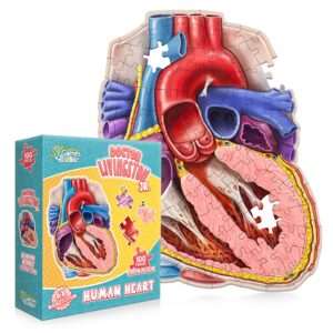 human heart anatomy floor puzzle — genius games doctor livingston jr anatomy toy - kids puzzles & science toys - human heart anatomy model - 100 piece jigsaw puzzles for kids, toddlers, teens