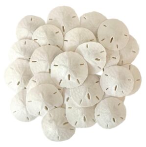 tumbler home white sand dollars 2" to 2.25" set of 24 - wedding seashell craft sand dollars- hand picked and professionally packed