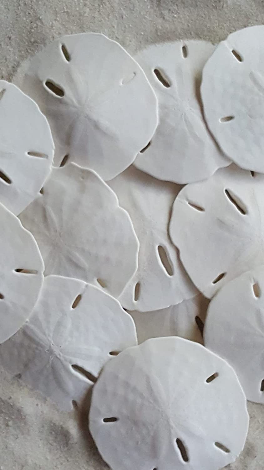 Tumbler Home White Sand Dollars 2" to 2.25" Set of 24 - Wedding Seashell Craft Sand Dollars- Hand Picked and Professionally Packed