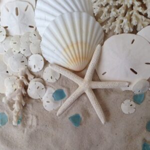 Tumbler Home White Sand Dollars 2" to 2.25" Set of 24 - Wedding Seashell Craft Sand Dollars- Hand Picked and Professionally Packed