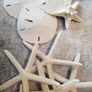 Tumbler Home White Sand Dollars 2" to 2.25" Set of 24 - Wedding Seashell Craft Sand Dollars- Hand Picked and Professionally Packed