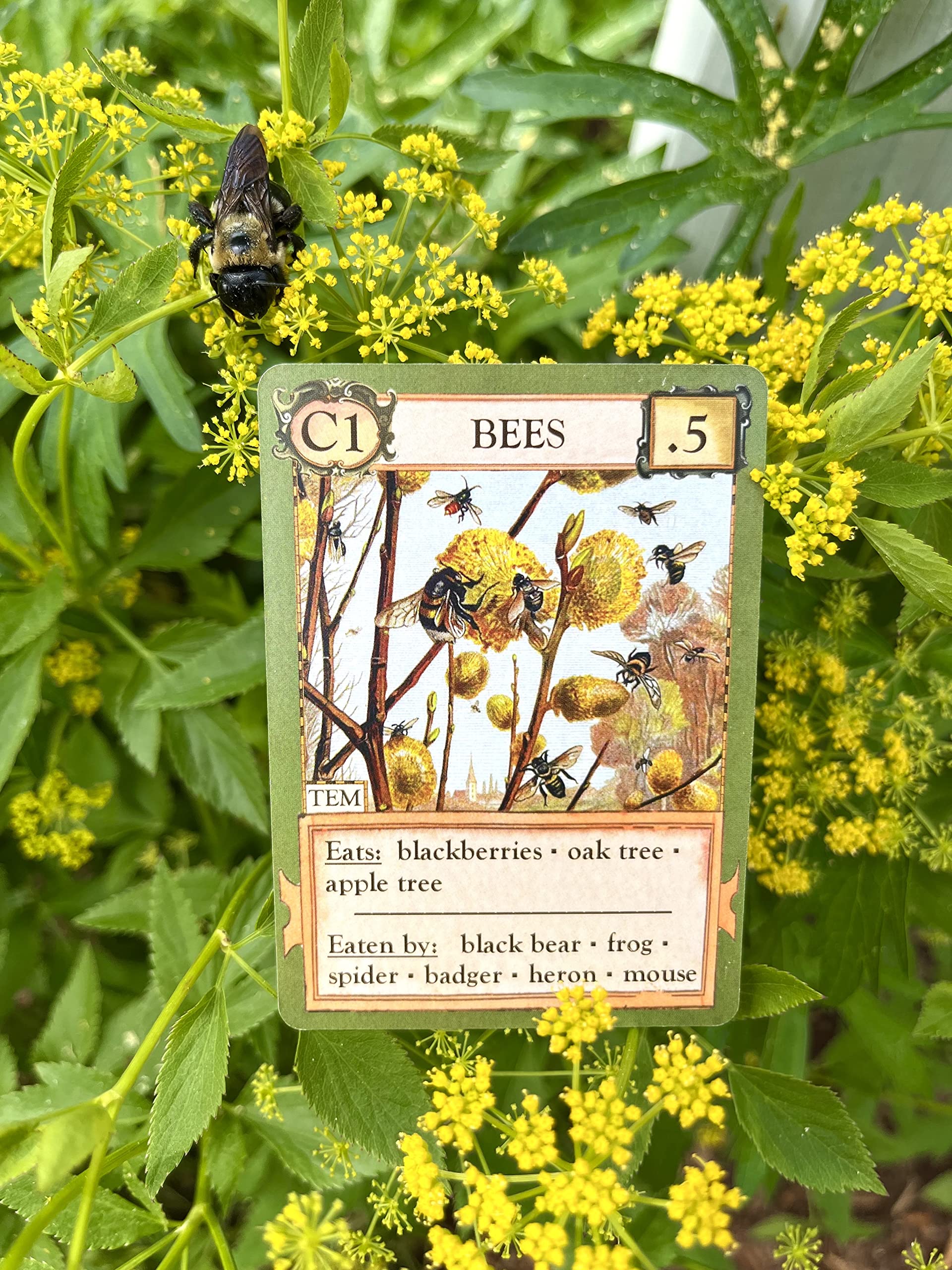 Montrose Biology Ecologies Card Game - Use Science to Build Food Webs in 7 Biomes - Beautiful Vintage Nature Art for The Classroom or Game Night