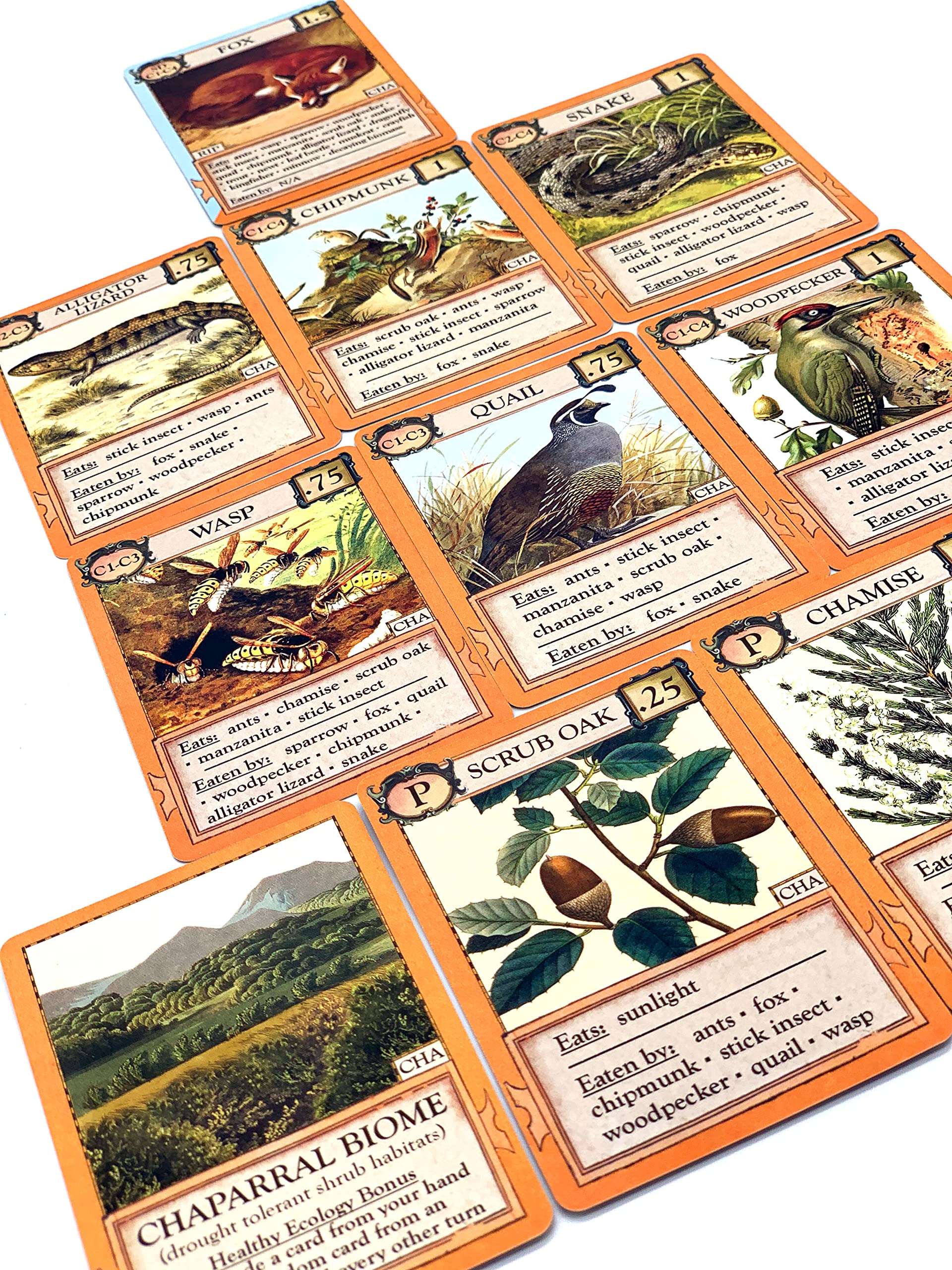 Montrose Biology Ecologies: Bizarre Biomes - Use Science to Build Food Webs in 7 Biomes - Beautiful Vintage Nature Art for The Classroom or Game Night