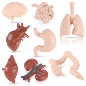 Yinkin 8 Pcs Human Body Model for Kids Mini Body Parts Sets Human Organ Model Anatomy and Physiology 3D Anatomy Model Study Tools Students Sciences Learning Kit for Kids Study Class