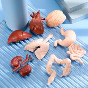 Yinkin 8 Pcs Human Body Model for Kids Mini Body Parts Sets Human Organ Model Anatomy and Physiology 3D Anatomy Model Study Tools Students Sciences Learning Kit for Kids Study Class