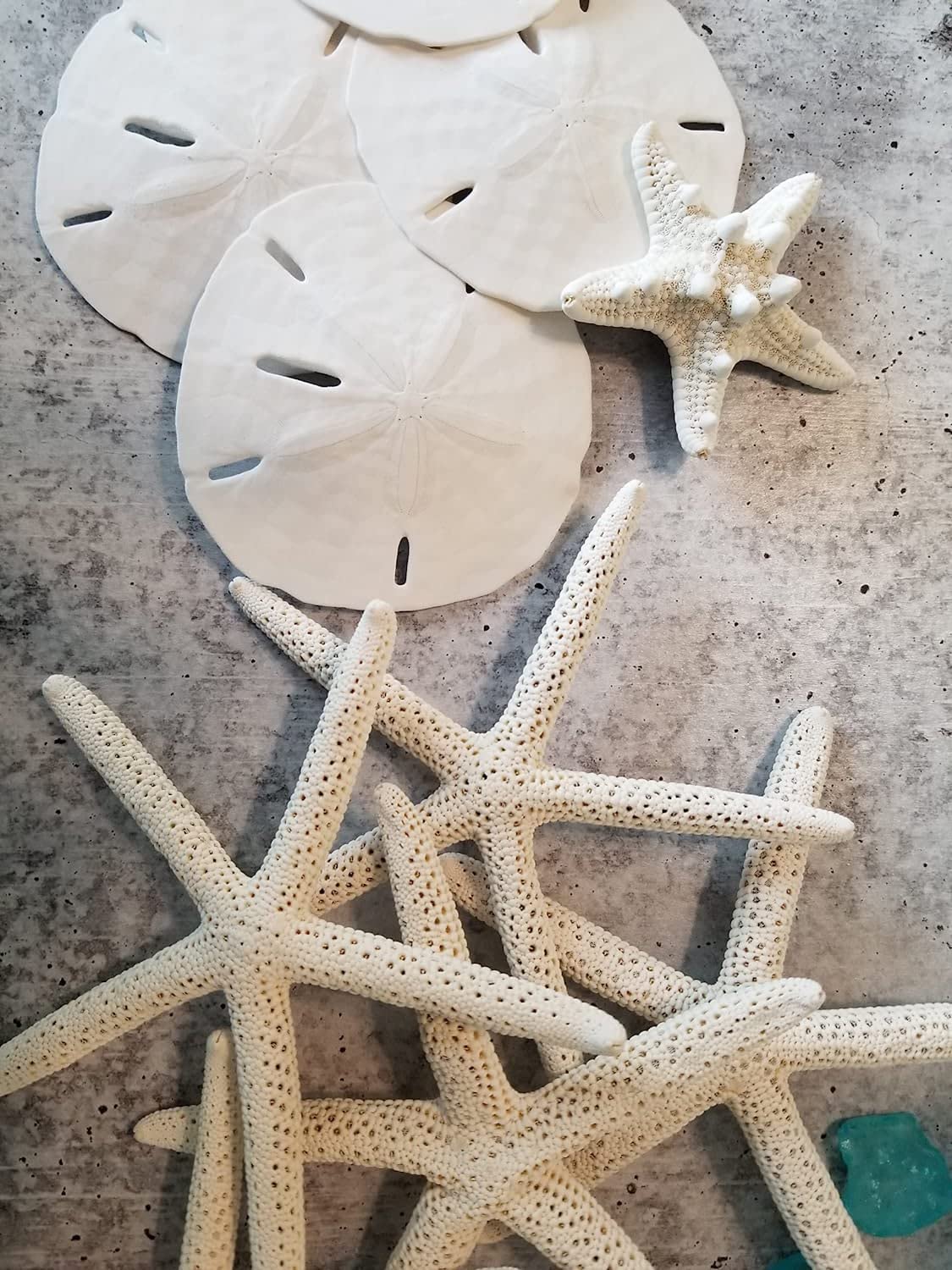 Tumbler Home White Sand Dollars 2" to 2.25" Set of 48 - Wedding Seashell Craft Sand Dollars- Hand Picked and Professionally Packed